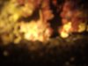 GEDC0640.jpg