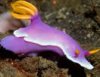 purple slug.jpg