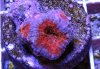 3-5_acan.jpg