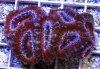 3_acan.jpg