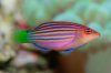 297_sixlinewrassegeckopsu.jpg