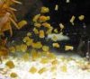 flatworm.jpg