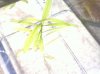 Plant1.jpg