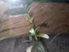 plant2.jpg