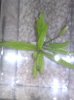plant3.jpg