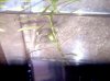 plant4.jpg