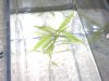 plant5.jpg