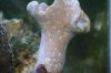 Saltwater Fish Tank 032.jpg