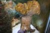 Saltwater Fish Tank 040.jpg