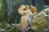 Saltwater Fish Tank 041.jpg