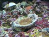 Coral_small.JPG