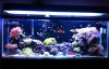 newtank.jpg
