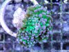 frogspawn1.jpg