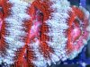 acan3zoom.jpg