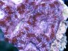 acan4zoom.jpg