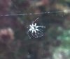 brittle star.jpg