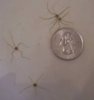 brittle star.jpg