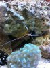 Shrimp.JPG