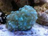 Bubble Coral.JPG