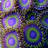 PurpleHornetZoosNG.jpg