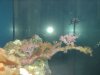 unknown coral 002.jpg