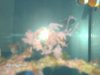 unknown coral 2 002.jpg