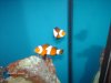 45g tall Tank Build 2 002.jpg