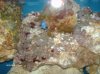 45g tall Tank Build 2 003.jpg