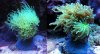 torchcoral.jpg