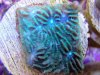 coral.jpg