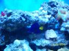 purple tang-light 001.jpg