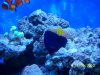 purple tang-light 002.jpg