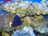 purple tang-light 003.jpg