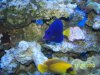 purple tang-light 004.jpg
