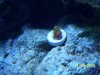 purple tang-light 006.jpg