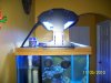 purple tang-light 008.jpg