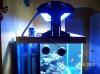 purple tang-light 009.jpg
