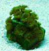 Yellow Stat Polyp.jpg