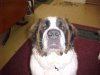 Dozer 04.JPG