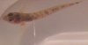 Fish3.jpg