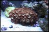 button_polyps.jpg