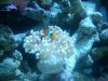 IMG00997-20101016-1353.jpg