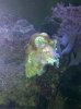 anemone.jpg