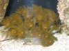 Green Polyps.jpg