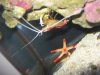 Skunk and Orange Marble Star.jpg