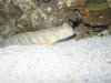 Pink Spot Goby.jpg