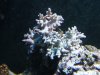 Reef pics 050.jpg