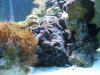 Reef pics 067.jpg