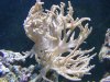 Reef pics 053.jpg