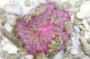 pizza15_101203_PS.jpg